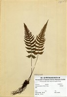 藏品(假蹄蓋蕨)的圖片